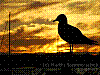 dsc08284_8x6.jpg