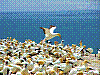 dsc07195_8x6_hllh_ktrh_saeh.jpg