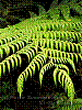 dsc07870_8x6.jpg