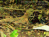 dsc02322_8x6_ktrh_saeh_hlln.jpg