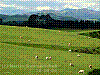 dsc03013_8x6_ktrh_saeh.jpg