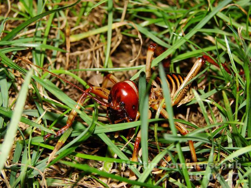 dsc00245_8x6,treeweta.jpg