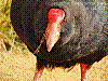 dsc00079_8x6.jpg