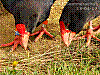 dsc00080_8x6.jpg