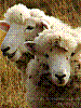 dsc00082_8x6.jpg