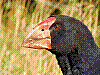 dsc00084_8x6.jpg