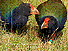 dsc00085_8x6.jpg