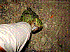dsc00118_8x6.jpg