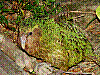 dsc00126_8x6.jpg