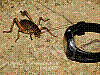 dsc00132_8x6.jpg