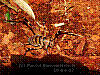 dsc00227_8x6,caveweta.jpg