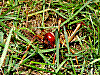dsc00245_8x6,treeweta.jpg