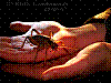 dsc00254_8x6.jpg
