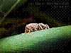 dsc00279_8x6.jpg