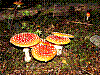 dsc09919_8x6.jpg