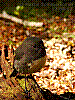 dsc09928_8x6.jpg