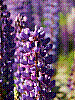 dsc03918_8x6.jpg