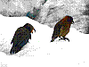 dsc05920_8x6_hllh_ktrh_saen.jpg